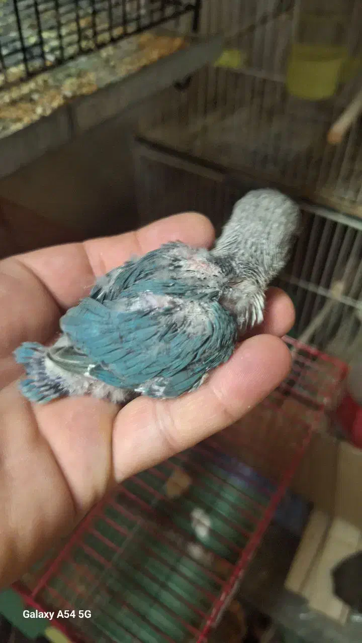 جوجه کوتوله فیشر|پرنده|تربت جام, پاسداران|دیوار