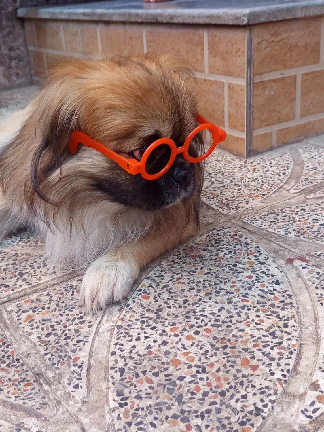 سگ اسپانیل تبتی|سگ|کرمان, |دیوار