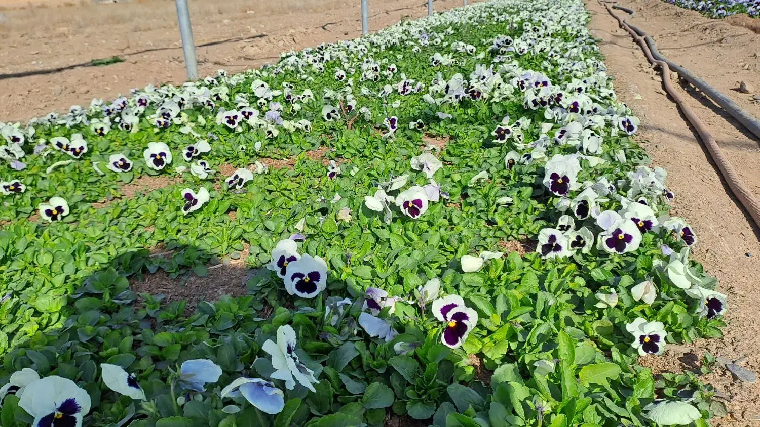 گلخانه تولید بنفشه. سبدی ، کلی و جزئی|گل و گیاه طبیعی|مشهد, میان ولایت|دیوار