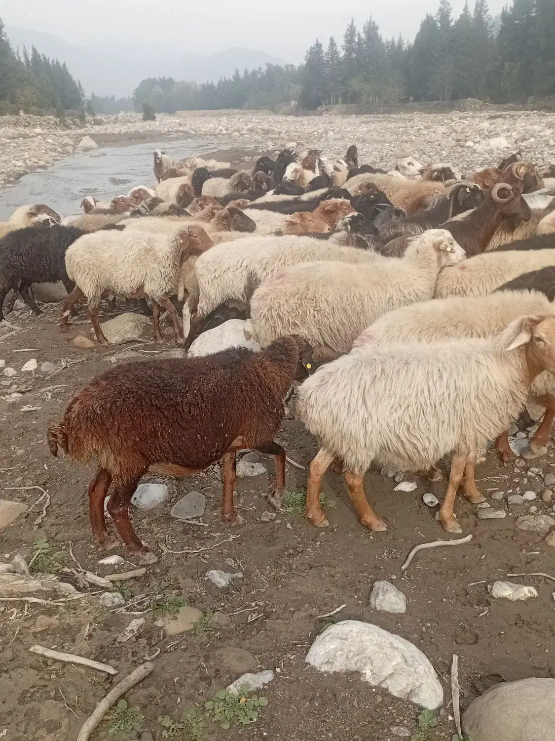 گوسفند های جنگل ی مشتری واقعی فقط تماس بگیرید|حیوانات مزرعه|رامیان, |دیوار