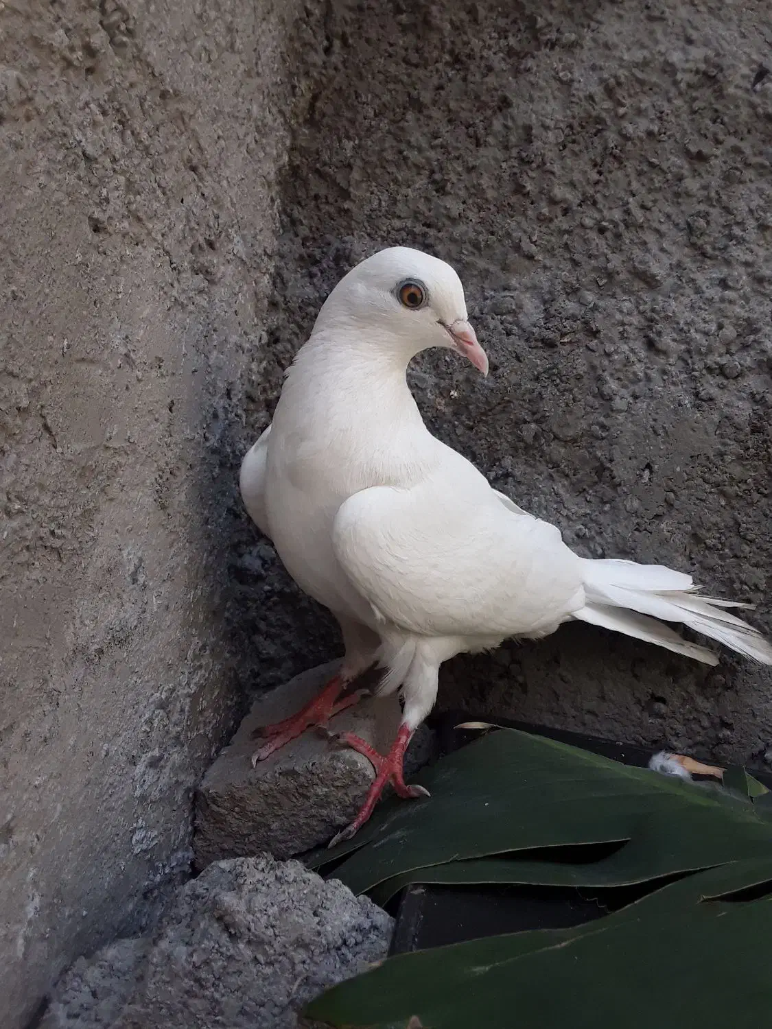 کفتر پتی واله|پرنده|میناب, |دیوار