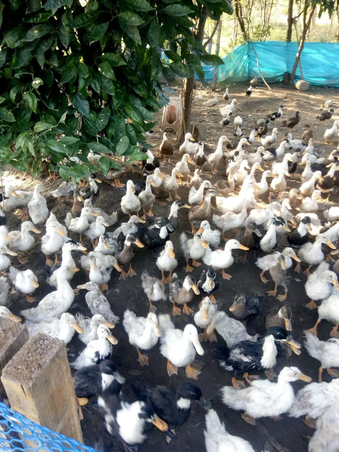 فروش اردک پکینی چهارماه ریز ودرشت|حیوانات مزرعه|شلمان, |دیوار