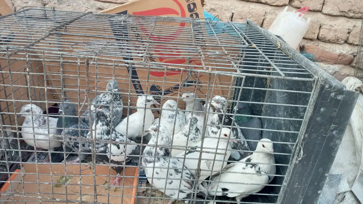 کبوتر ۸۰ تا ۱۵۰|پرنده|جیرفت, |دیوار