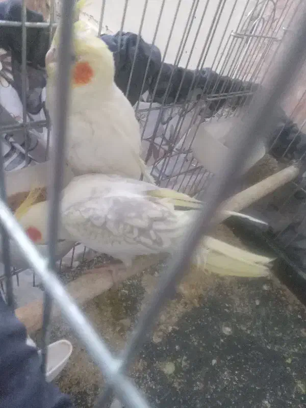 عروس هلندی|پرنده|قم, شهر قائم|دیوار