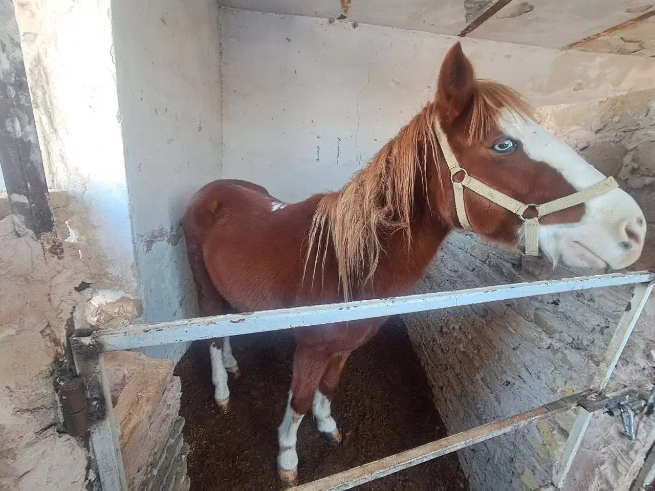 اسب|اسب و تجهیزات اسب‌سواری|مشهد, کلاته برفی|دیوار