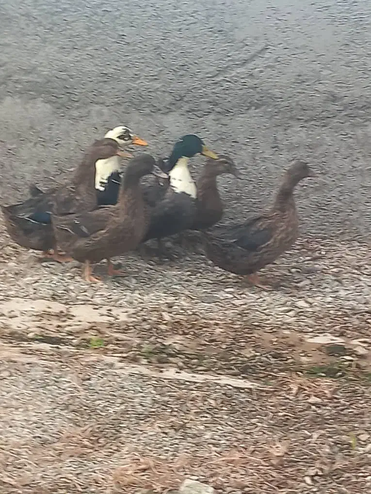 ۵عدد اردک  بفروش می‌رسد|حیوانات مزرعه|هشتگرد, شهرک گلخانه|دیوار