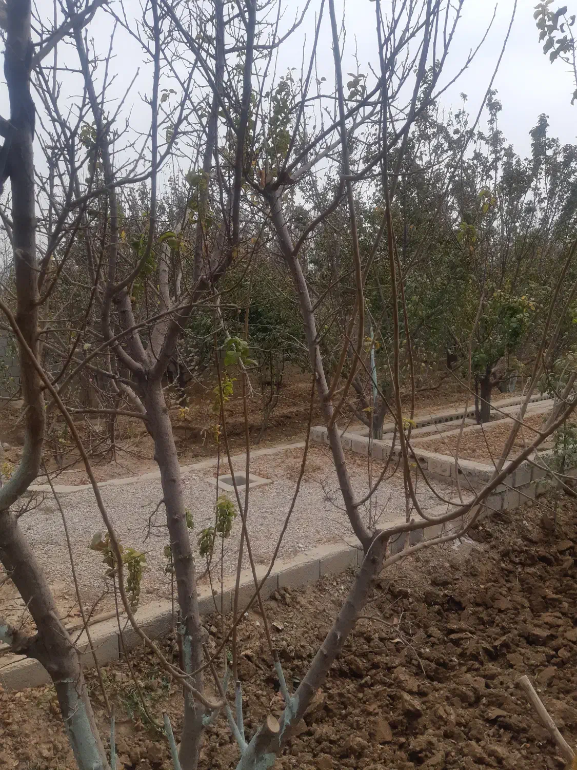 باغ اجاره ای|اجارهٔ کوتاهمدت ویلا و باغ|خمینیشهر, |دیوار