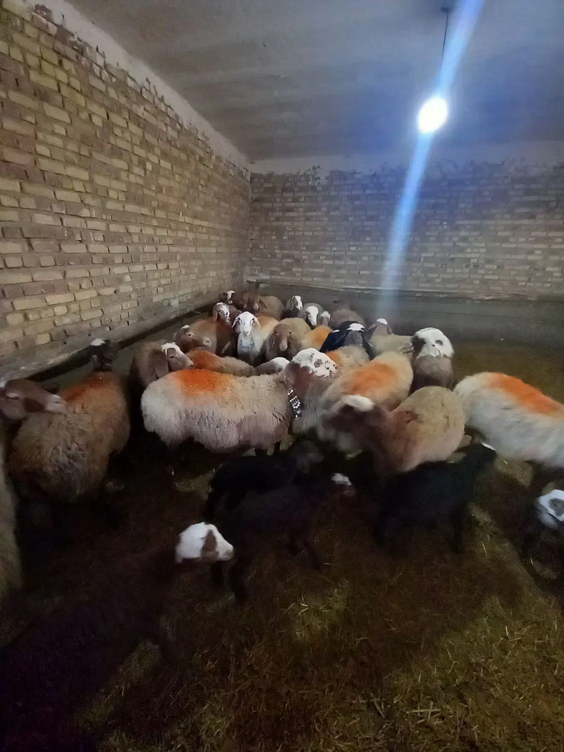 حیوانات مزرعه|حیوانات مزرعه|باوله, |دیوار