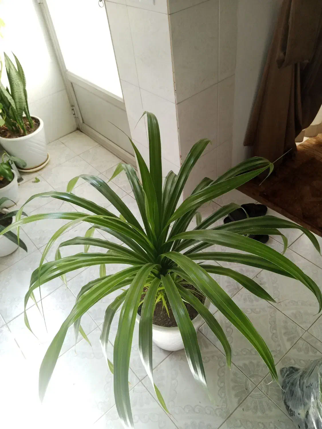 سرامیک بزرگ بزرگ  با گل بزرگ|گل و گیاه طبیعی|نهاوند, |دیوار