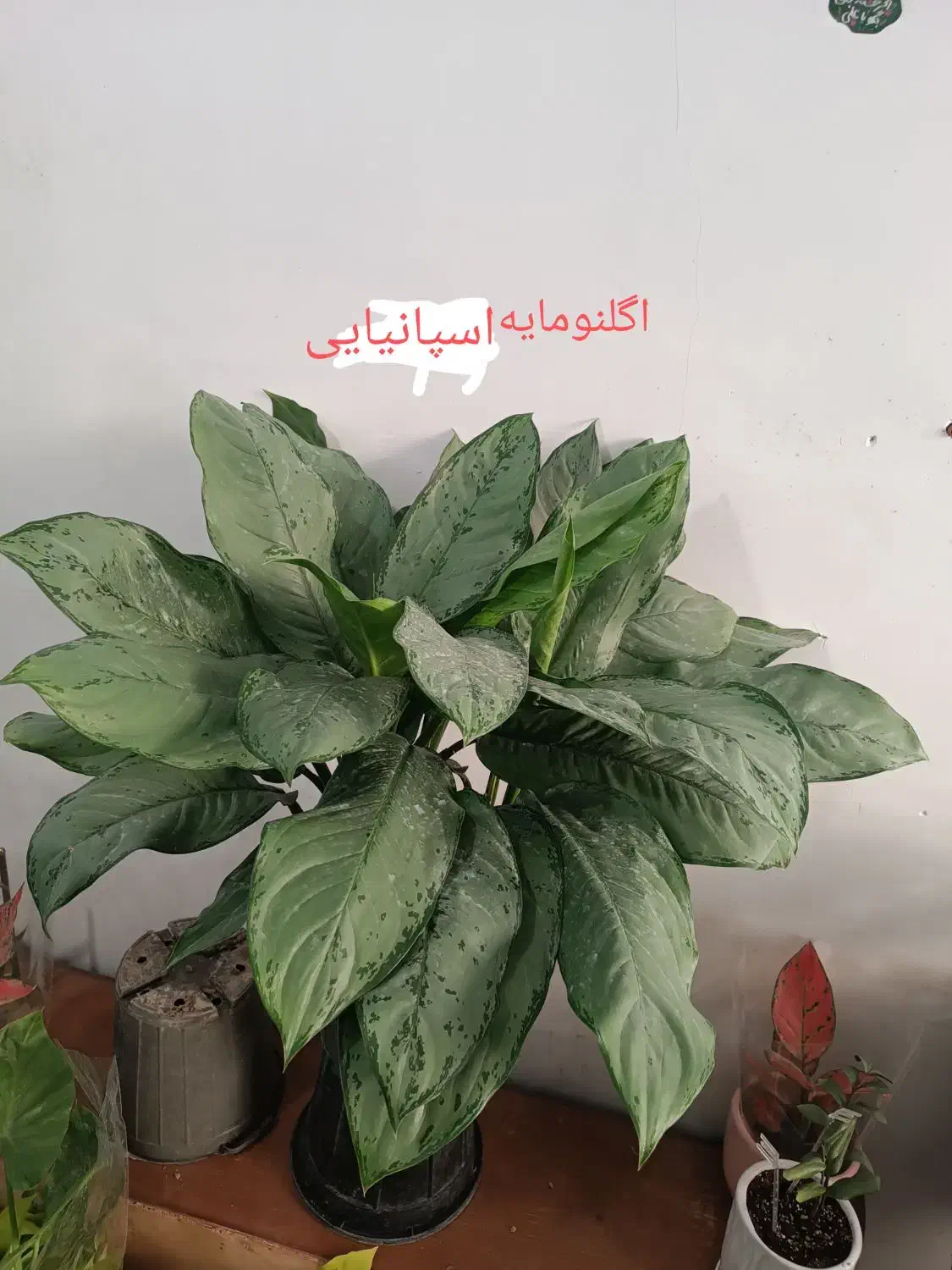 انواع  گل آپارتمانی|گل و گیاه طبیعی|رباط‌کریم, رباط‌کریم|دیوار