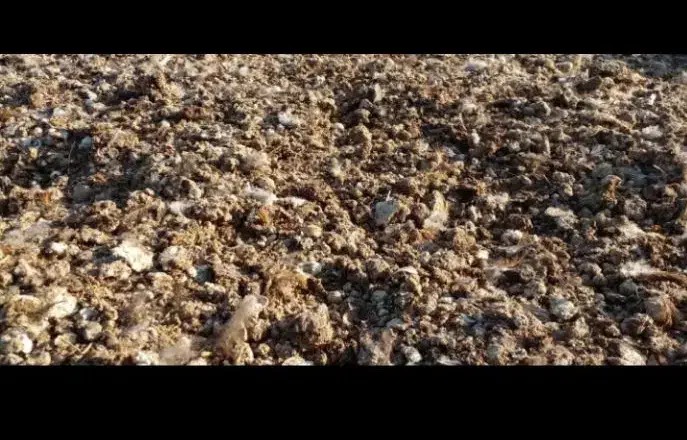 کود مرغی|خدمات باغبانی و درختکاری|بروجن, |دیوار