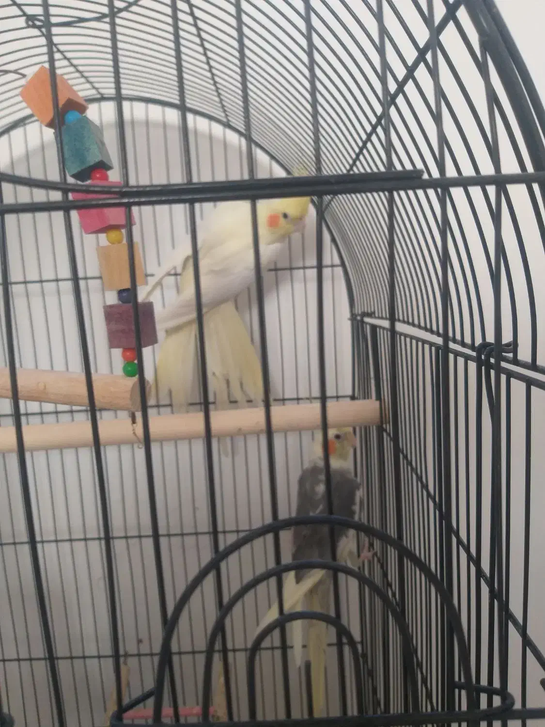 عروس هلندی جفت|پرنده|مشهد, قائم|دیوار