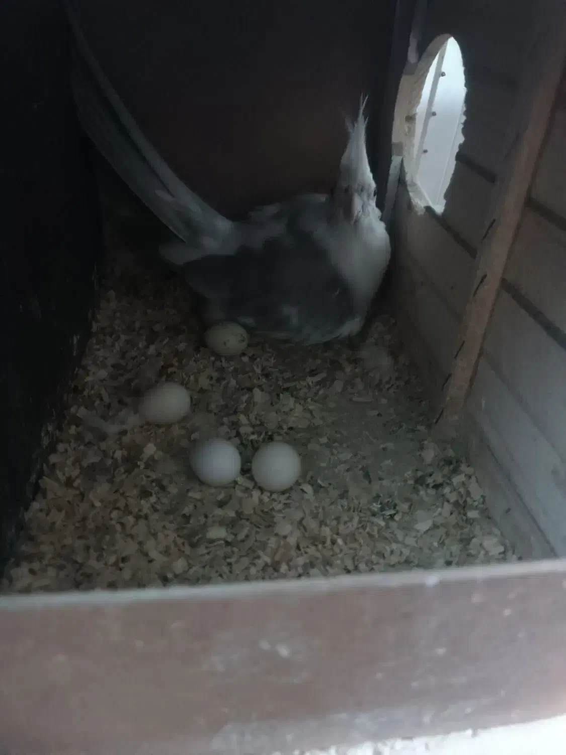 جفت عروس هلندی|پرنده|تهران, نازی‌آباد|دیوار