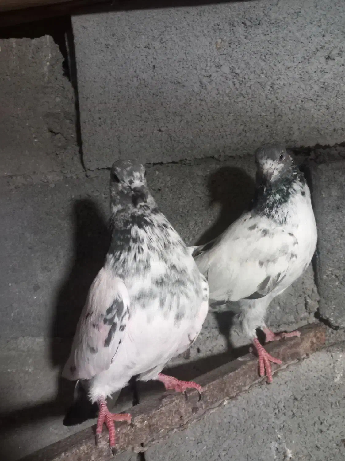 کفتر پاکستانی|پرنده|بندرعباس, |دیوار