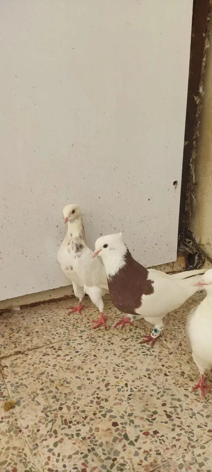 طوقی سرخ جیگری خال سیاه و طوقی دوست پیازی خال دار|پرنده|جم, |دیوار