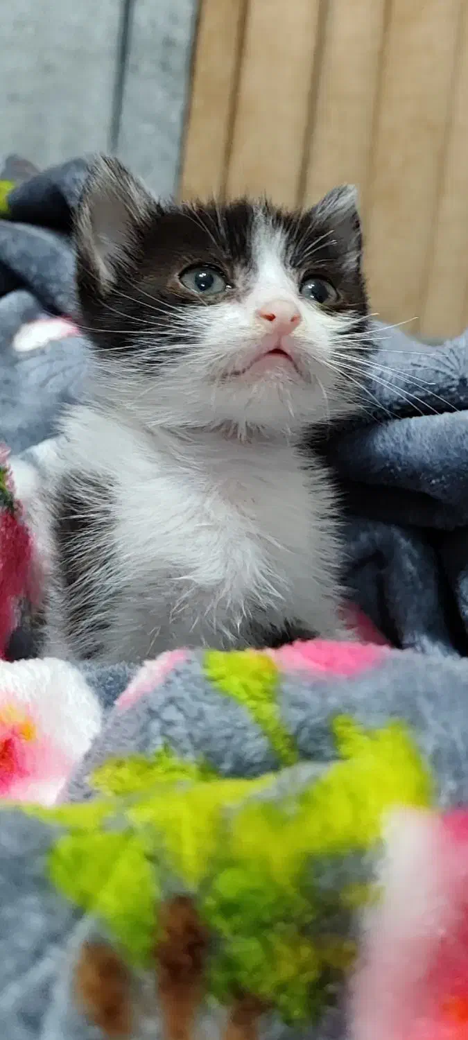 واگذاری بچه گربه دو ماهه ماده|گربه|آستانه اشرفیه, |دیوار