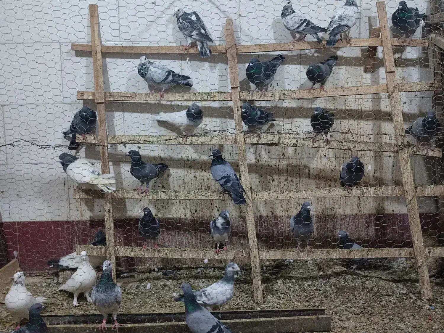 کبوتر مسافتی|پرنده|میانه, |دیوار