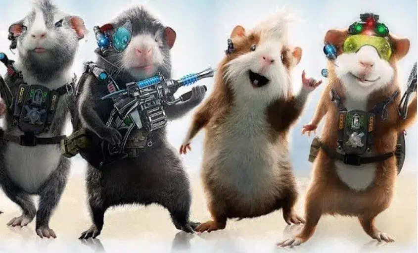 خوکچه هندی|موش و خرگوش|مشهد, پورسینا|دیوار