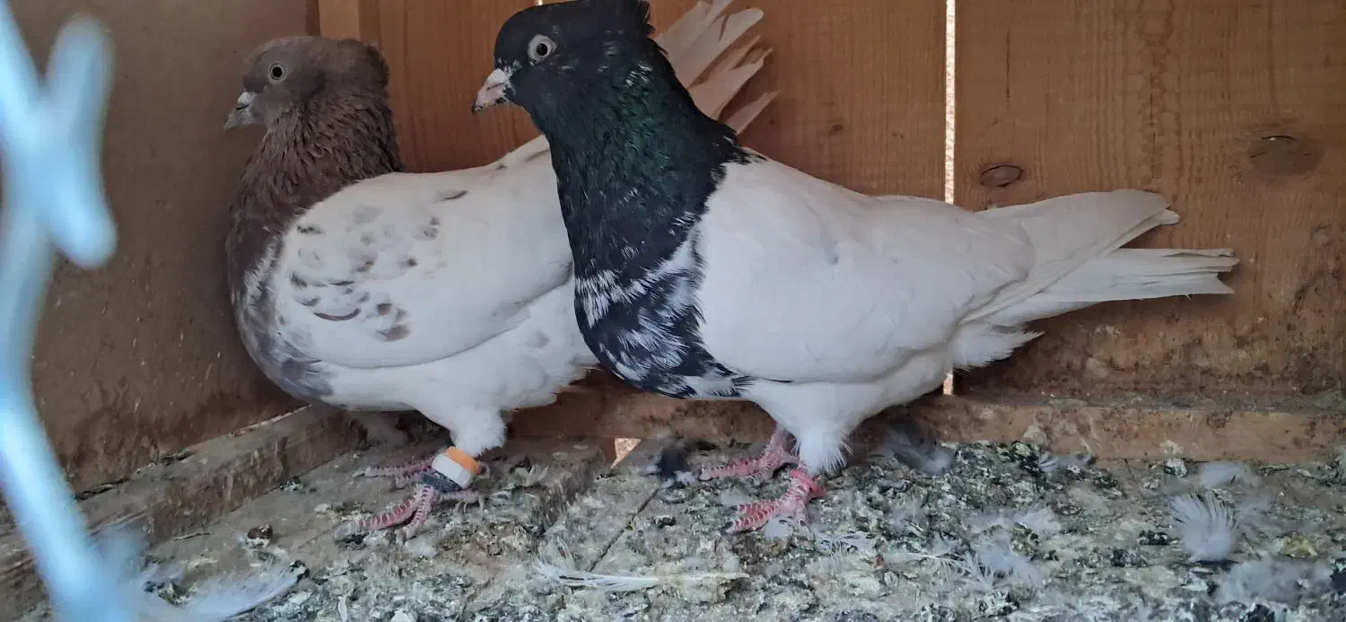 صید|پرنده|بجنورد, |دیوار