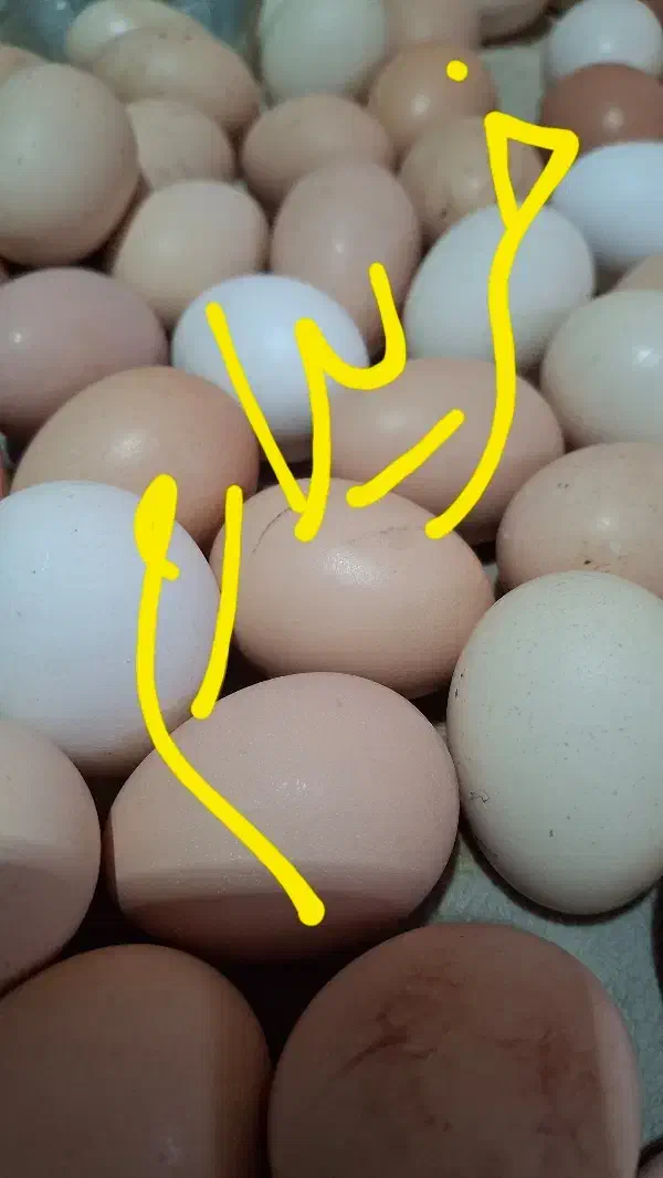 تخم مرغ محلی خر.ید.دار|خوردنی و آشامیدنی|سبزوار, پامنار|دیوار