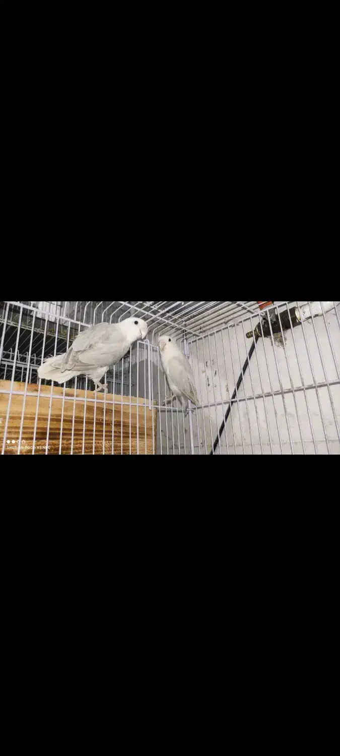 فروش جفت های مولد برزیلی و عروس هلندی|پرنده|شیراز, شیخ علی چوپان|دیوار