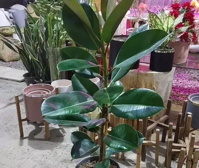 گل فیکوس سبز|گل و گیاه طبیعی|مسجد سلیمان, |دیوار