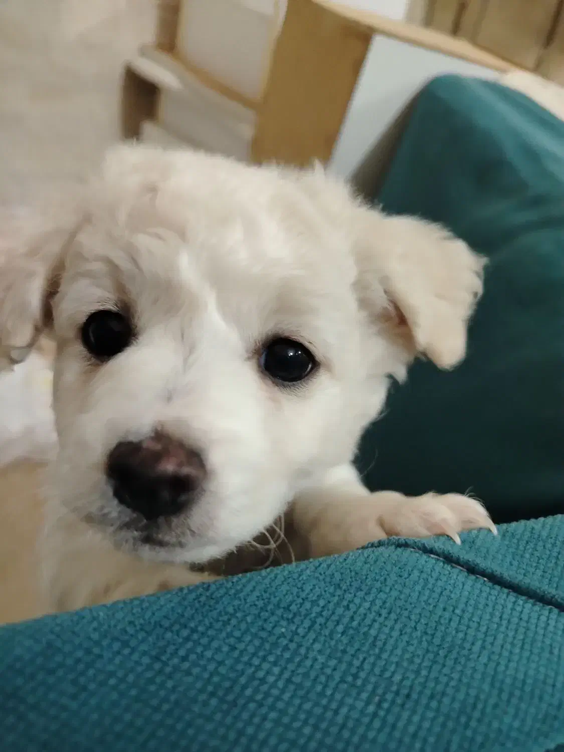 پودل|سگ|کرج, حیدرآباد|دیوار