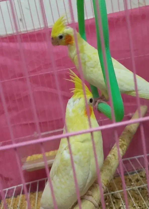 جوجه عروس هلندی|پرنده|ساوه, |دیوار