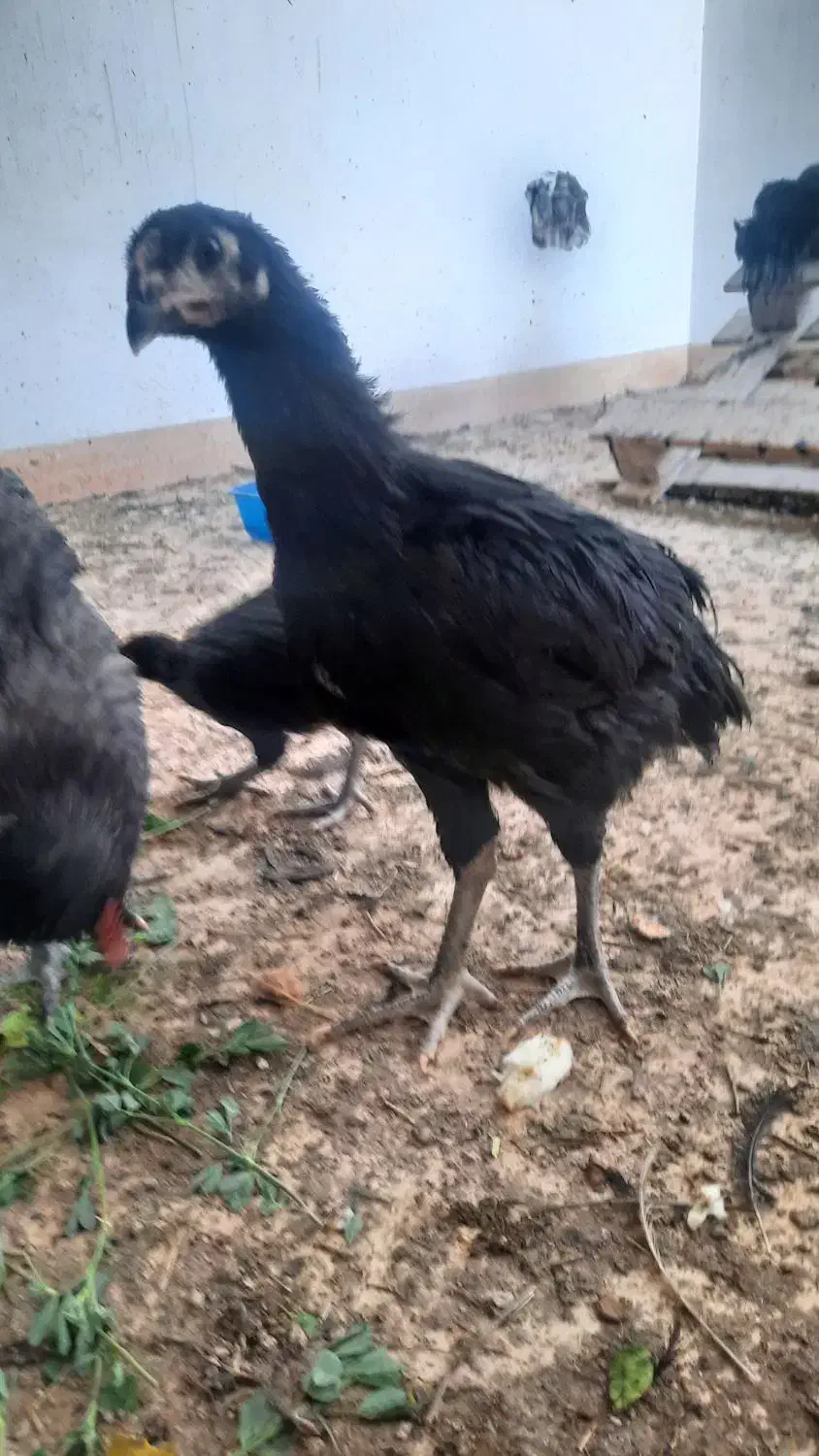 مرغ و خروس لاری|حیوانات مزرعه|اهرم, |دیوار