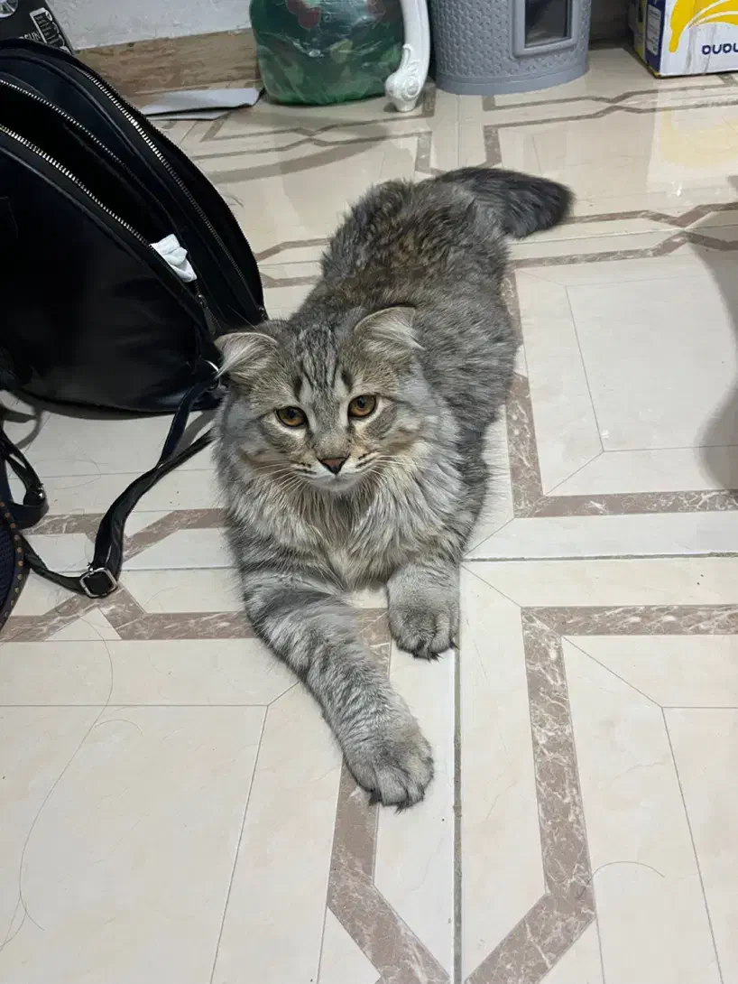 گربه نر میکس|گربه|رشت, فلسطین|دیوار