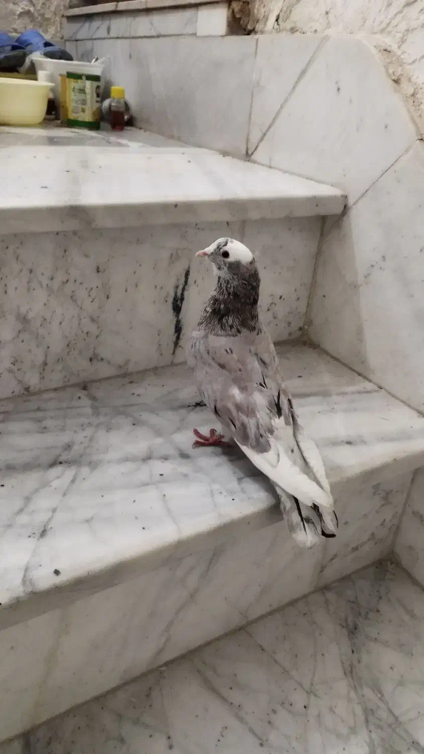 کفتر گرفتنی|حیوانات|شاهرود, |دیوار