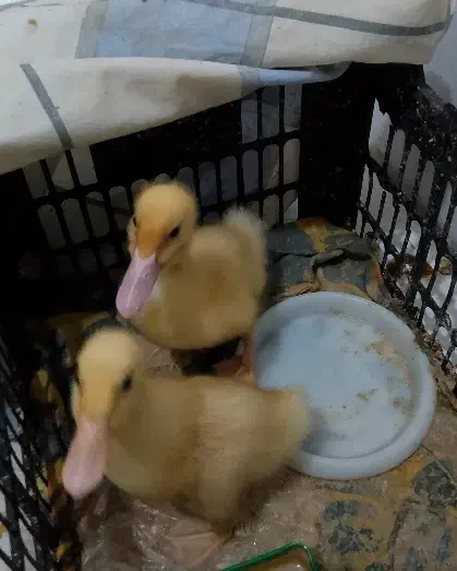 اردک|حیوانات مزرعه|مشهد, حسین‌آباد|دیوار