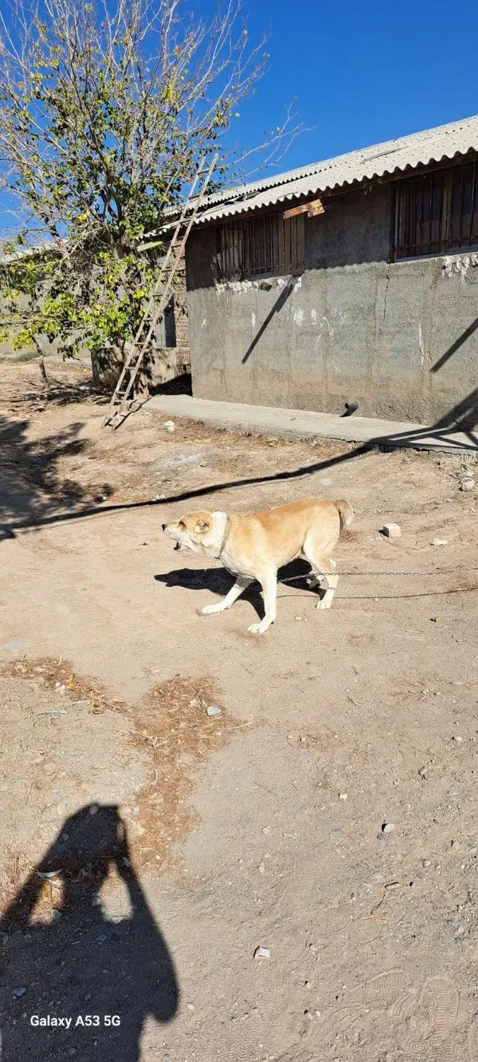 سگ گله|سگ|مشهد, چهاربرج|دیوار