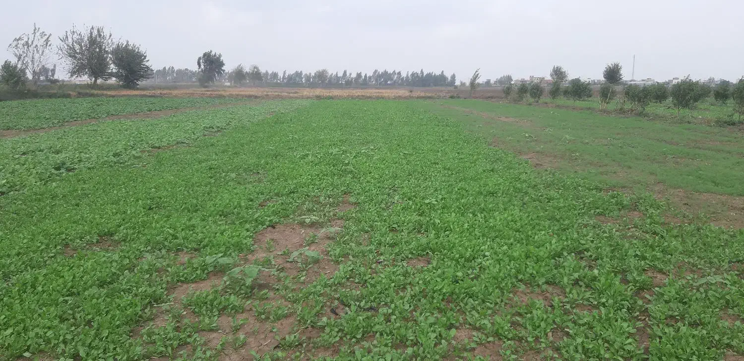 سبزی شاهی و تربچه|خوردنی و آشامیدنی|خان ببین, |دیوار