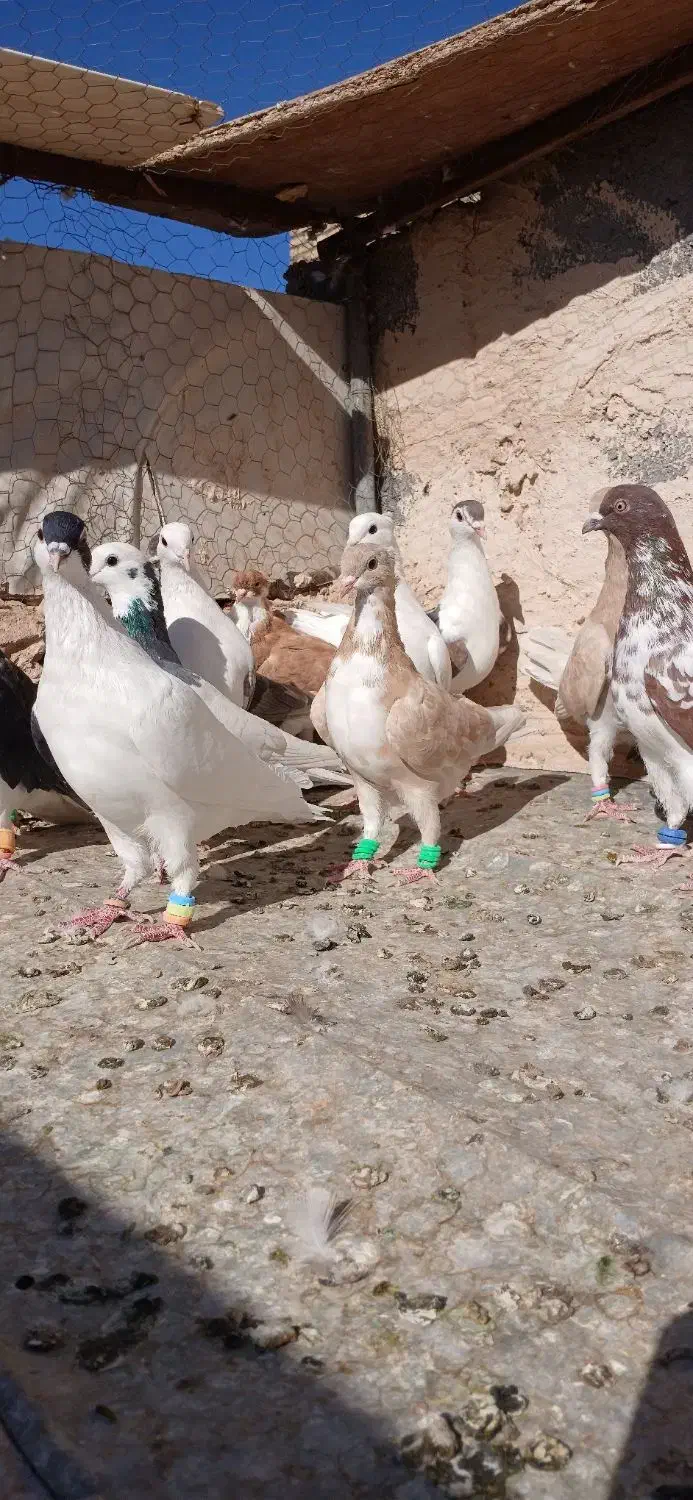 کفتر رنگه پرشی|پرنده|تربت‌حیدریه, باغ سلطانی|دیوار