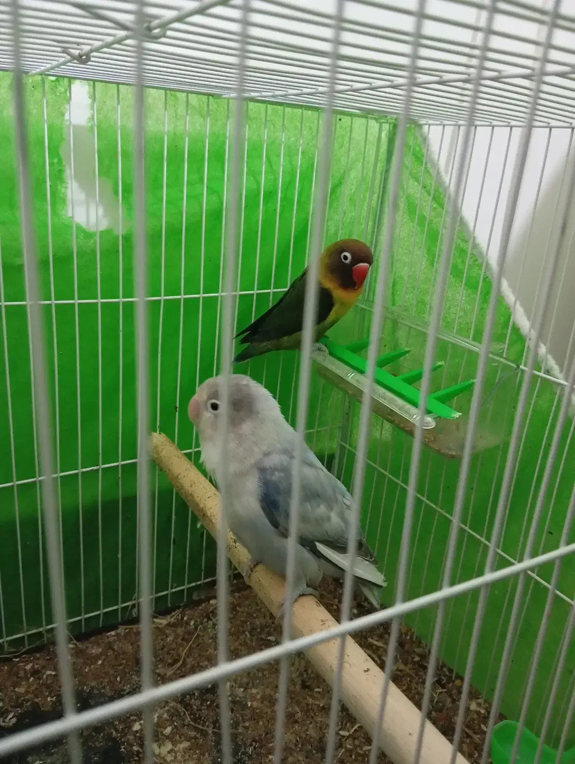 کوتوله برزیلی|پرنده|تایباد, |دیوار