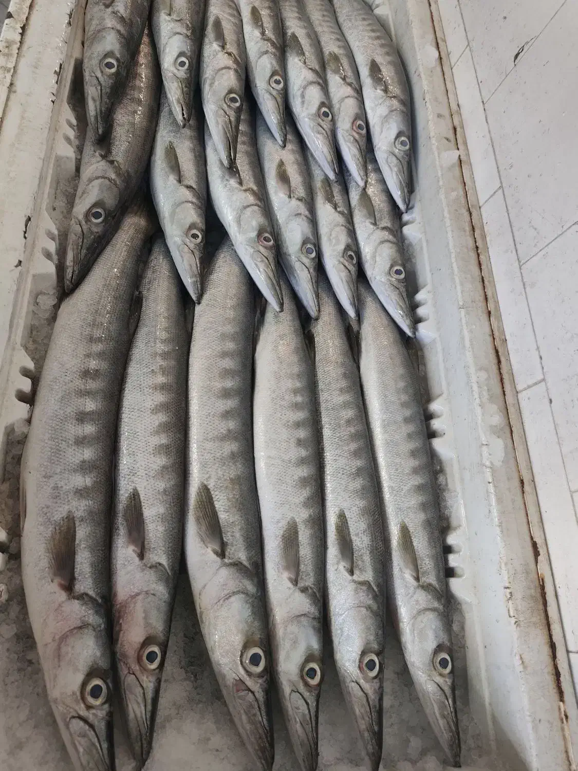 ماهی درجه یک چابهار رسید|ماهی|زاهدان, |دیوار