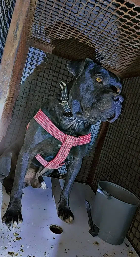 ۲ عدد پیتبول سیخوری ورازی|سگ|سرپل ذهاب, |دیوار