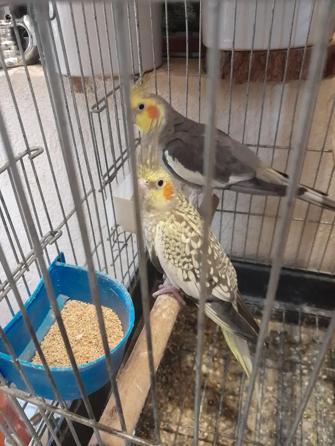 عروس هلندی مولد|پرنده|قشم, |دیوار