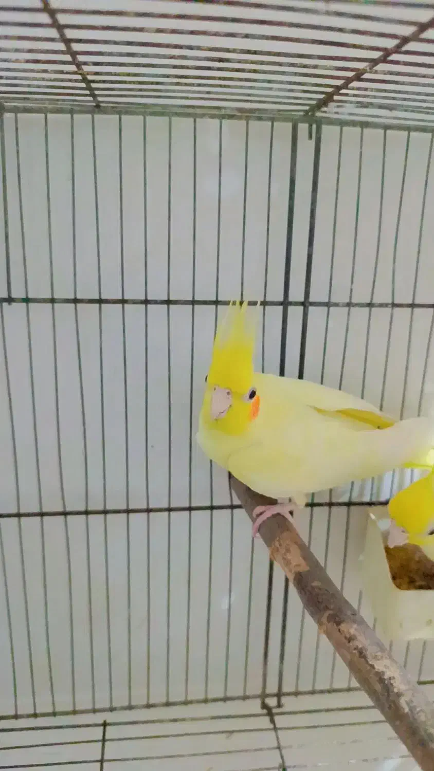 عروس هلندی مولد|پرنده|ساری, |دیوار