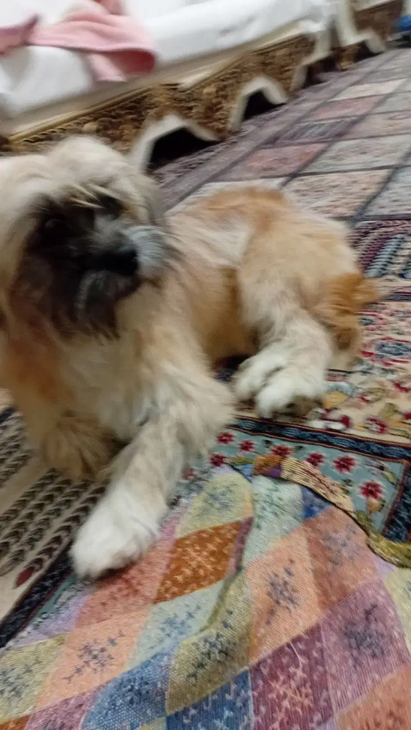 سگ پاکوتاه|سگ|مشهد, الهیه|دیوار