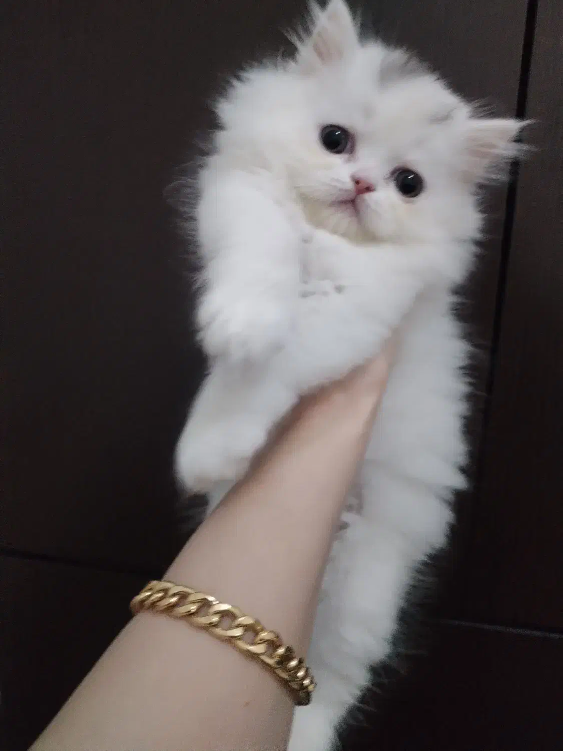 گربه پرشین ماده|گربه|تهران, انبار نفت|دیوار