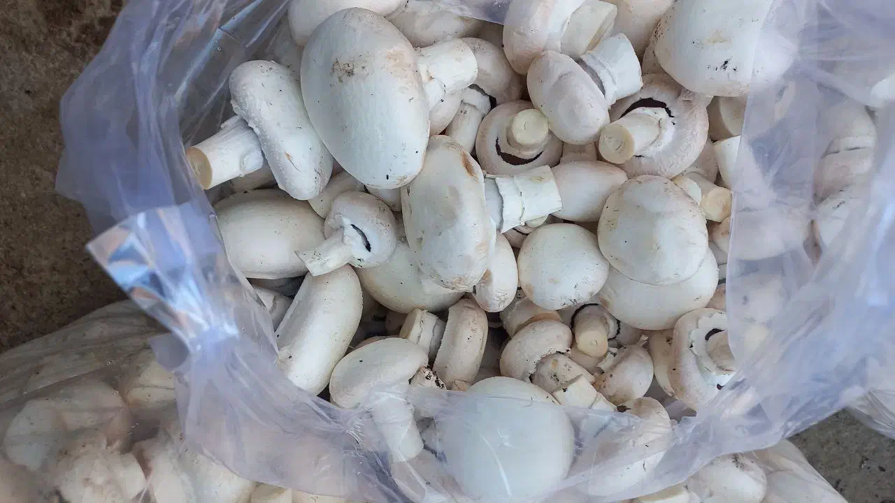 قارچ درجه ۲ تازه تازه|عمدهفروشی|محمدبار, |دیوار