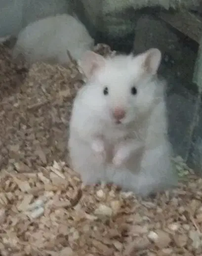 همستر میمیاتوری|موش و خرگوش|شیراز, سلطان آباد|دیوار