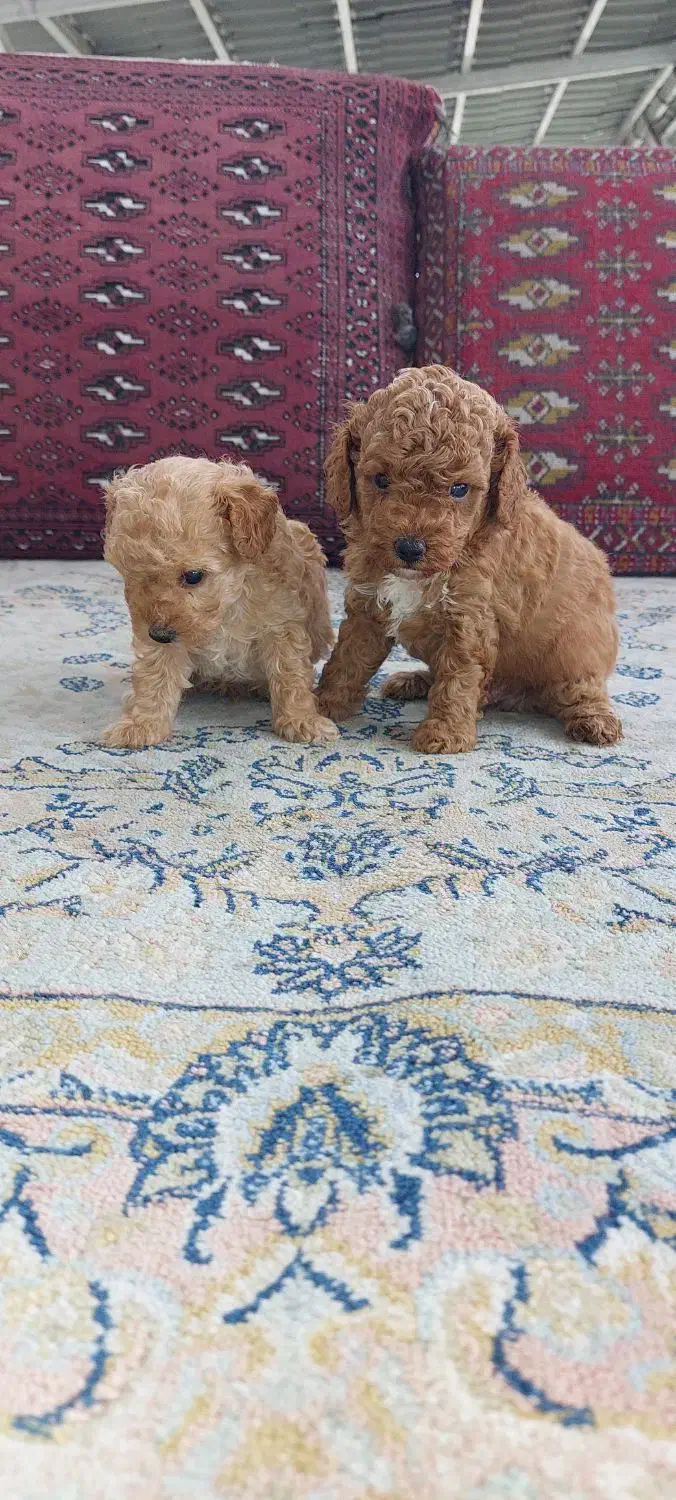 توی پودل نر|سگ|قائمشهر, |دیوار