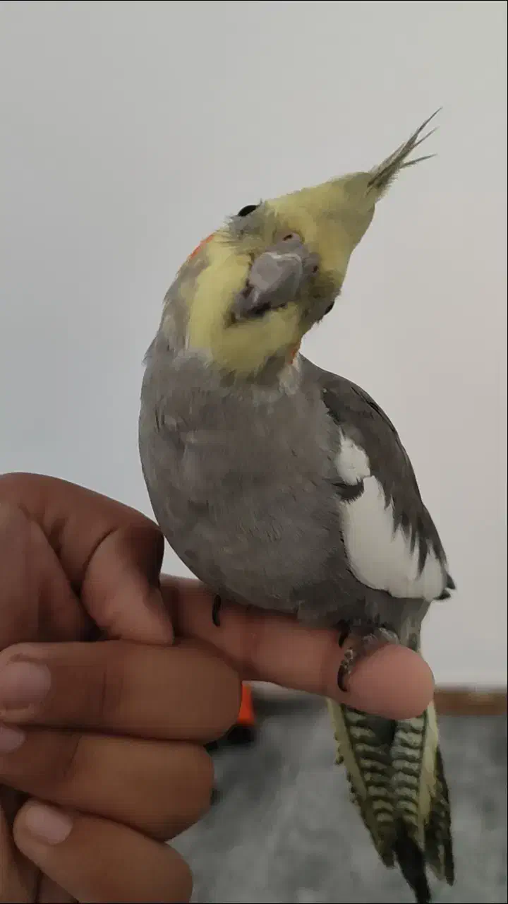 عروس هلندی سینامون|پرنده|شوش, |دیوار