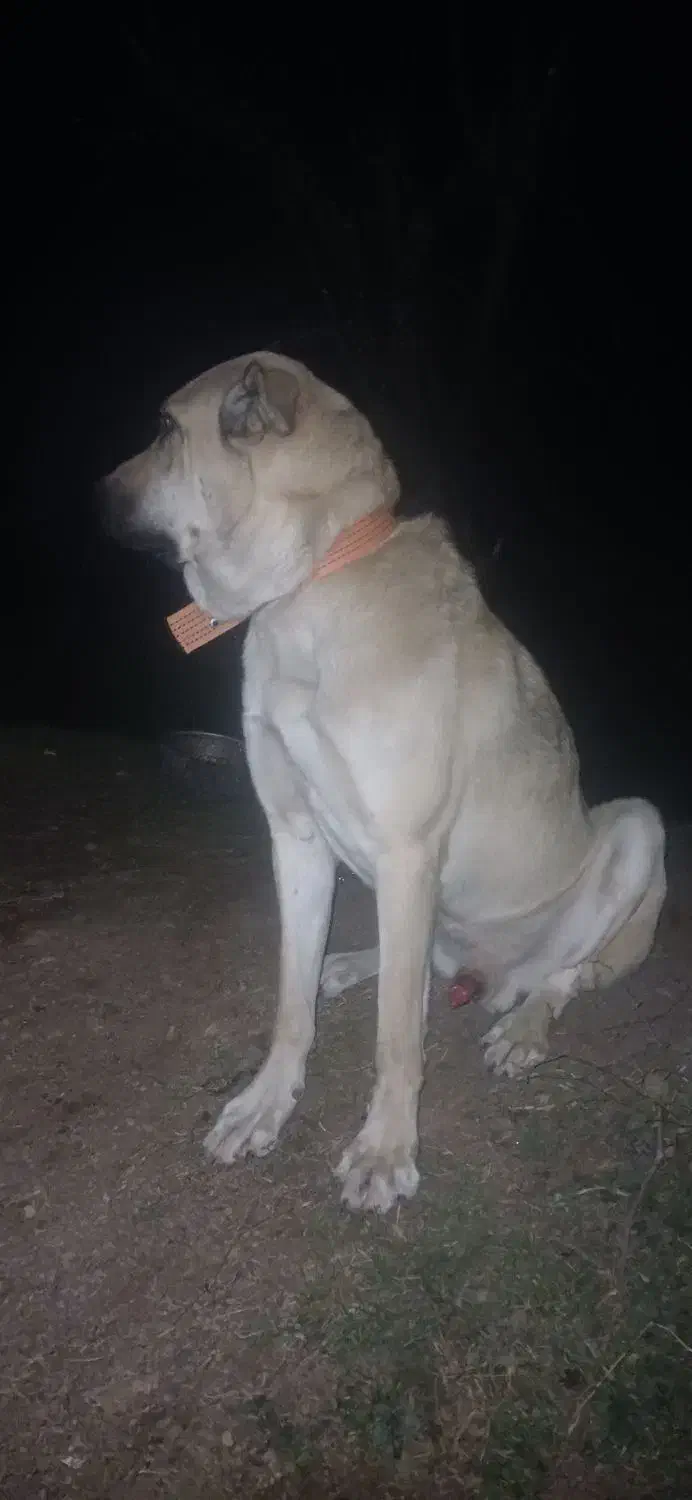 سگ گله نر، پژدر، کردی، عراقی|سگ|رشت, لاکان|دیوار