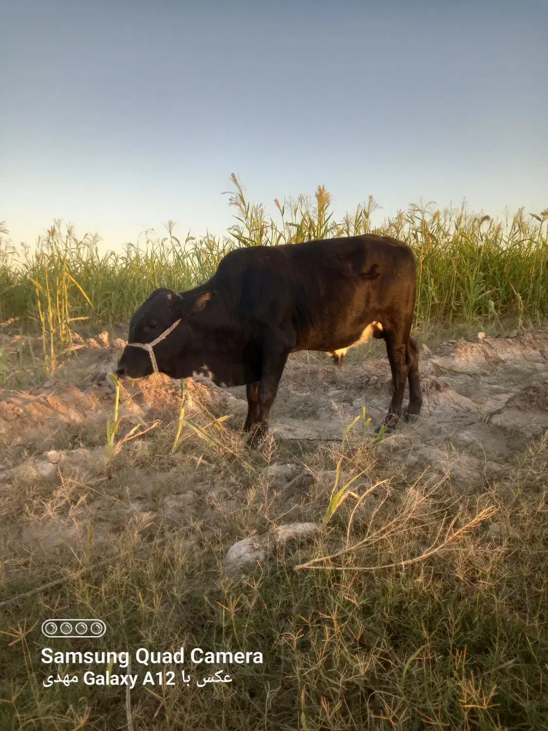 گاو نر فروش قیمت 65|حیوانات مزرعه|جلگه چاه هاشم, |دیوار