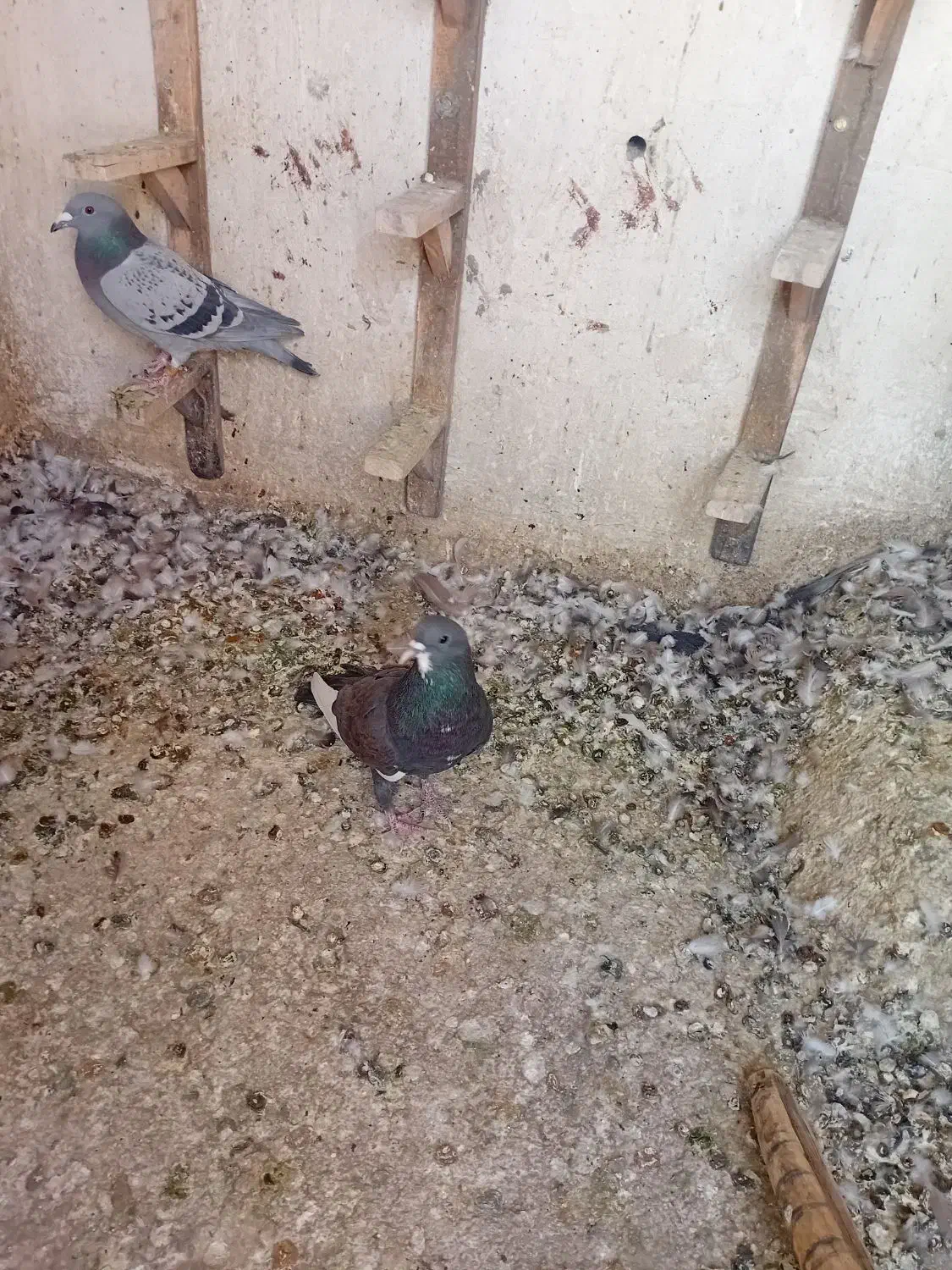 کفترپلاکی|پرنده|شیراز, جوادیه|دیوار