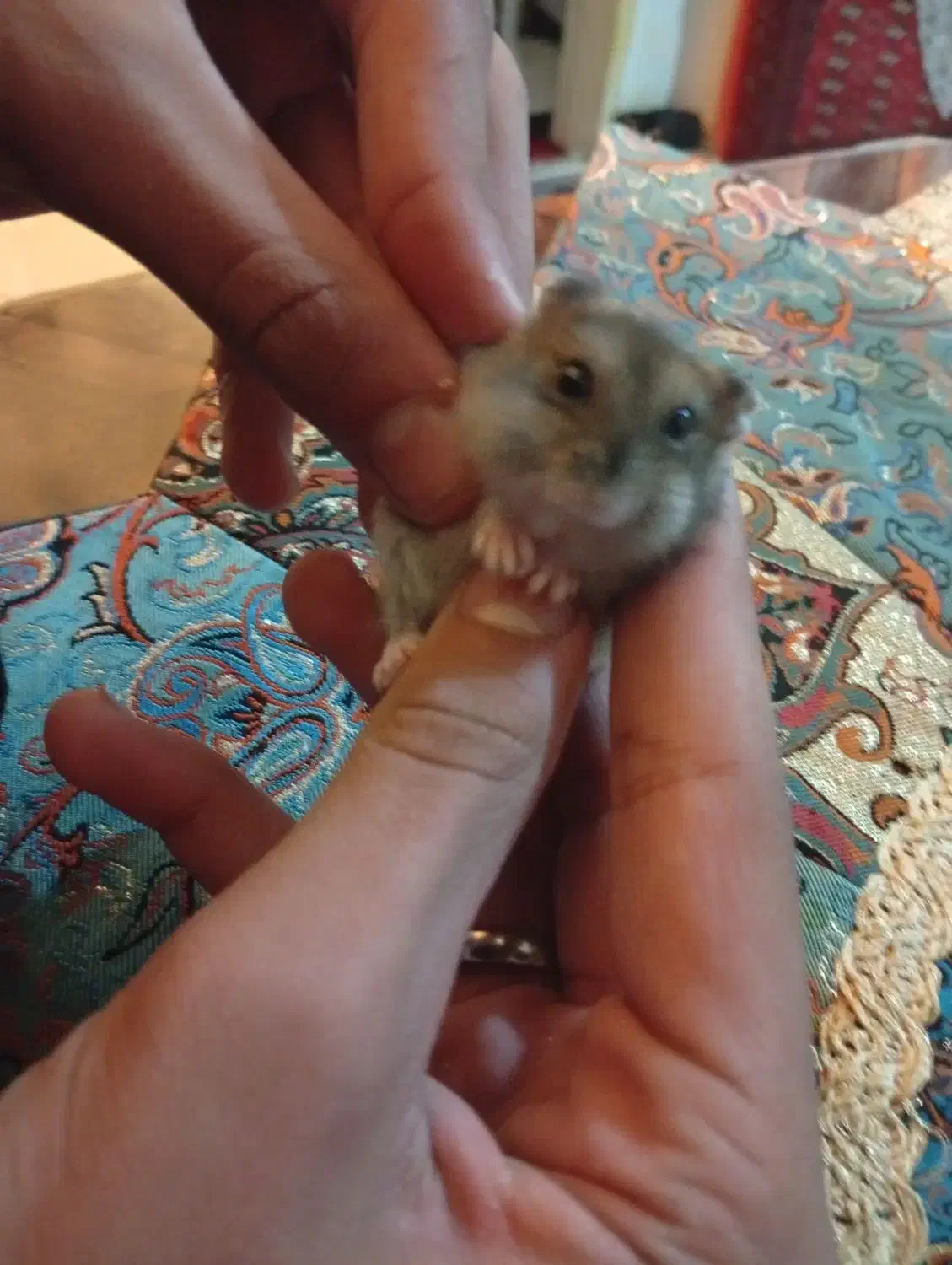 بچه همستر کمپل|موش و خرگوش|مشهد, الهیه|دیوار